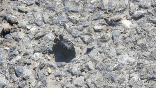 Meloe rugosus
